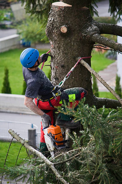 Best Lawn Dethatching Services  in USA