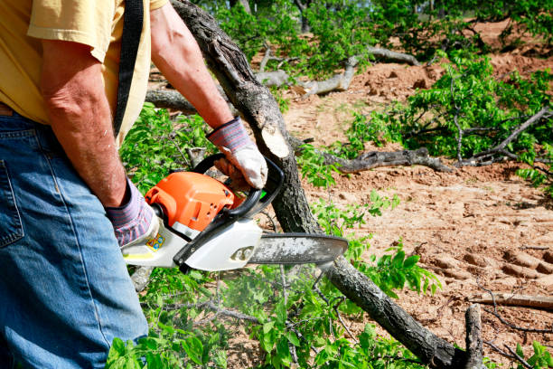 Best Emergency Tree Removal Services  in USA